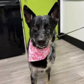 Ashe -  Australian Cattle Dog Blue Heeler and Shepherd Dog for Adoption in San Diego, California - Ashe | PetCurious