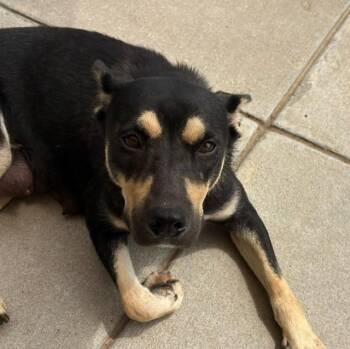 PERSPHONE -  German Shorthaired Pointer and Mixed Breed Dog for Adoption in Tulsa, Oklahoma - PERSPHONE | PetCurious