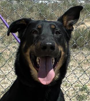 German Shepherd Dog Dogs Available for Adoption in Greeley, Colorado - Macy | PetCurious