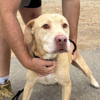 Pops -  Labrador Retriever Dog for Adoption in Columbia, South Carolina - Pops | PetCurious