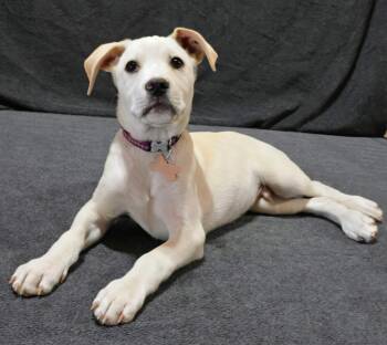 Labrador Retriever and American Staffordshire Terrier Dogs Available for Adoption in Houston, Texas - Roanoke | PetCurious