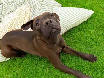 Pit Bull Terrier Dogs Available for Adoption - SONIC | PetCurious