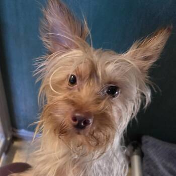 Nutmeg -  Yorkshire Terrier Dog for Adoption in Reno, Nevada - Nutmeg | PetCurious