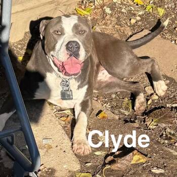 Pit Bull Terrier Dogs Available for Adoption - Clyde | PetCurious