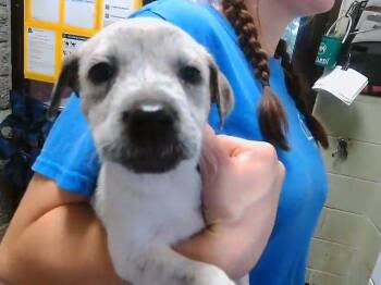 Australian Cattle Dog Blue Heeler and German Shepherd Dog Dogs Available for Adoption in Tulsa, Oklahoma - SARA | PetCurious