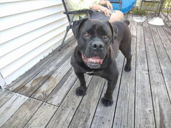 Rescue English Bulldog Dogs for Adoption in Groveland, Massachusetts - Taco | PetCurious