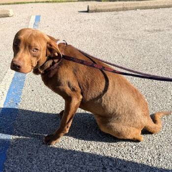 Mixed Breed Dogs Available for Adoption in Warrensburg, Missouri - Amarillo | PetCurious