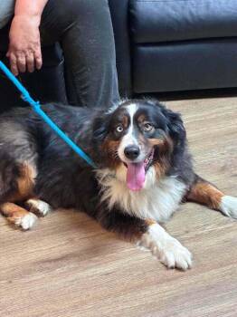 Mckees #5267 -  Australian Shepherd Dog for Adoption in Ontario, California - Mckees #5267 | PetCurious