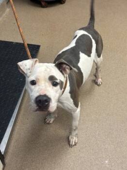 Rescue Mixed Breed Dogs for Adoption in Chamblee, Georgia - Candella- IN FOSTER | PetCurious