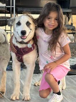 Rescue Great Pyrenees Dogs for Adoption in Los Angeles, California - Skye~ Kid Loving And Gentle | PetCurious