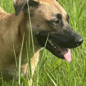 Rescue Black Mouth Cur Dogs for Adoption - Louie | PetCurious