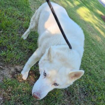 Mixed Breed and Husky Dogs Available for Adoption in Columbus, Georgia - 05/14/2026-Stray-BrittonDrive | PetCurious