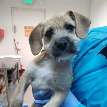 Mixed Breed Dogs Available for Adoption in Salt Lake City, Utah - August | PetCurious