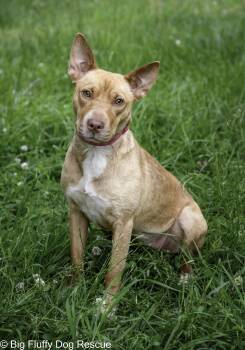 Camper -  Terrier Dog for Adoption in Nashville, Tennessee - Camper | PetCurious