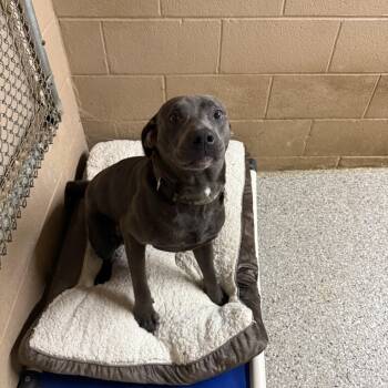 Shadow -  Pit Bull Terrier Dog for Adoption in Hendersonville, Tennessee - Shadow | PetCurious