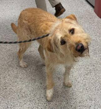 Brillo -  Mixed Breed Dog for Adoption in Kansas City, Missouri - Brillo | PetCurious