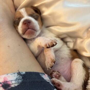 Taco -  Terrier and Mixed Breed Dog for Adoption in Raleigh, North Carolina - Taco | PetCurious