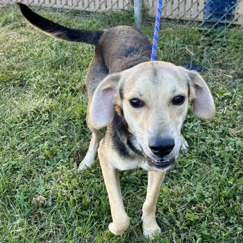 Ravioli -  Beagle and Whippet Dog for Adoption in Cincinnati, Ohio - Ravioli | PetCurious
