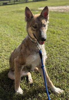 Siberian Husky and Labrador Retriever Dogs Available for Adoption - Nova | PetCurious