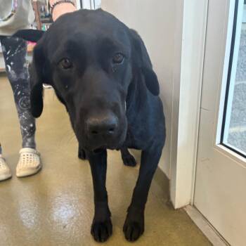 Black Labrador Retriever Dogs Available for Adoption - 70534 | PetCurious