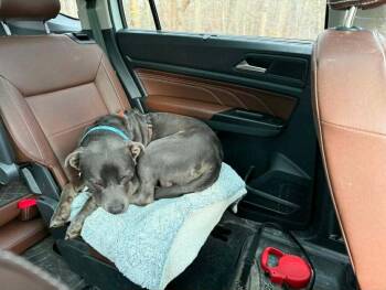 Pit Bull Terrier Dogs Available for Adoption - Clark | PetCurious