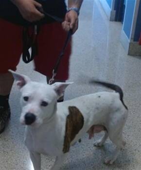 BONNIE -  American Bulldog Dog for Adoption in Doral, Florida - BONNIE | PetCurious