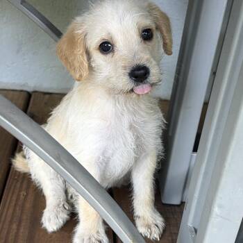 Puck -  Mixed Breed Dog for Adoption in Rossville, Georgia - Puck | PetCurious