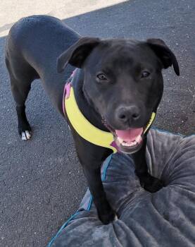 Halo -  Black Labrador Retriever and American Staffordshire Terrier Dog for Adoption in New Milford, Connecticut - Halo | PetCurious
