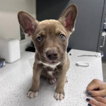 Shepherd Dogs Available for Adoption in Morganton, North Carolina - Cinnamon Roll | PetCurious