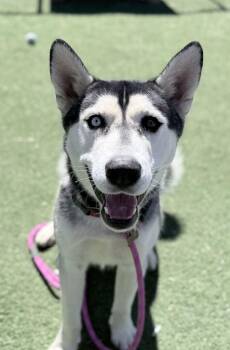 Blu -  Husky Dog for Adoption in Fruit Heights, Utah - Blu | PetCurious