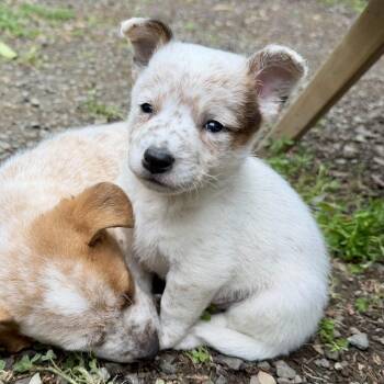 Australian Cattle Dog Blue Heeler Dogs Available for Adoption in Sonoma, California - Stripe | PetCurious
