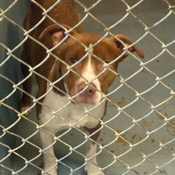 Jurassic Bark -  Mixed Breed Dog for Adoption in Gadsden, Alabama - Jurassic Bark | PetCurious