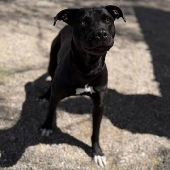 Labrador Retriever and Mixed Breed Dogs Available for Adoption in Bullhead City, Arizona - Sidney | PetCurious