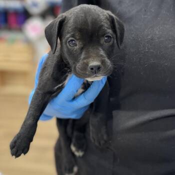 Uggles -  Pit Bull Terrier and Mixed Breed Dog for Adoption in Livingston, Texas - Uggles | PetCurious