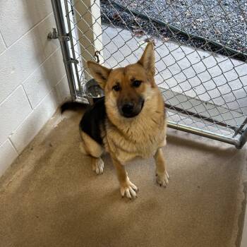 Rescue Shepherd and Mixed Breed Dogs for Adoption in Yanceyville, North Carolina - Auriella 25-1702 | PetCurious