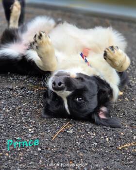 Rescue Retriever and Labrador Retriever Dogs for Adoption in Cambridge, Maryland - Prince | PetCurious