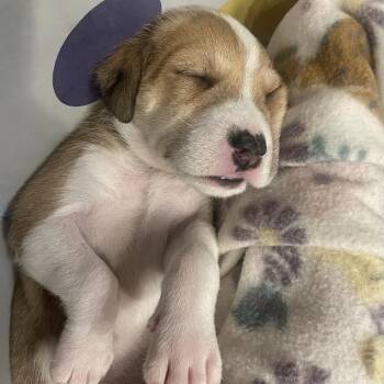 Mixed Breed Dogs Available for Adoption in Flagstaff, Arizona - Empanada | PetCurious
