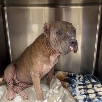 Betty Boop (B.B) -  American Staffordshire Terrier and Pit Bull Terrier Dog for Adoption in San Antonio, Texas - Betty Boop (B.B) | PetCurious