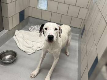 HONDA -  American Staffordshire Terrier and Pointer Dog for Adoption in Grand Prairie, Texas - HONDA | PetCurious