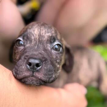 Woody -  Mixed Breed Dog for Adoption in Northville, Michigan - Woody | PetCurious