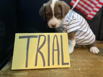 Trial -  Labrador Retriever Dog for Adoption in Pottstown, Pennsylvania - Trial | PetCurious
