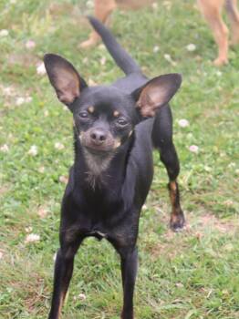 Chihuahua Dogs Available for Adoption in Winchester, Tennessee - Harleequinn | PetCurious