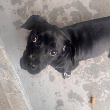 Basset Hound and Boxer Dogs Available for Adoption - Diamond | PetCurious