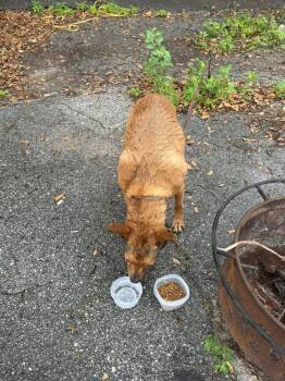 Ginger -  Shepherd Dog for Adoption in Lakeland, Florida - Ginger | PetCurious
