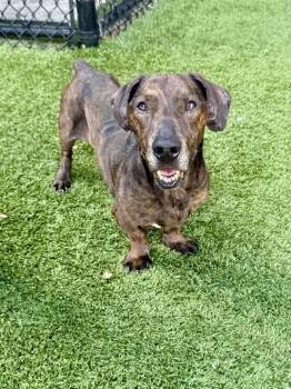 RONNIE -  Dachshund Dog for Adoption in Dallas, Texas - RONNIE | PetCurious