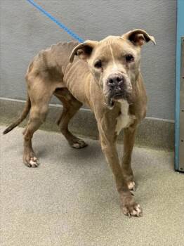 Pit Bull Terrier Dogs Available for Adoption - BEZEL | PetCurious