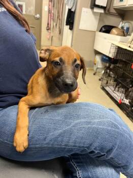 Scooby -  Terrier Dog for Adoption in Hopkinsville, Kentucky - Scooby | PetCurious