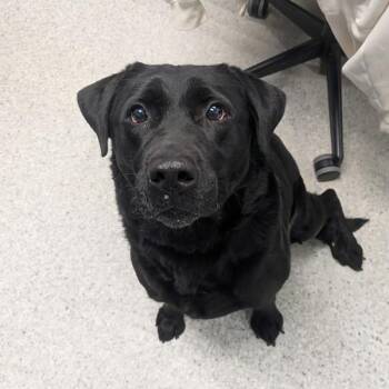 Labrador Retriever Dogs Available for Adoption in Des Moines, Iowa - Reese | PetCurious