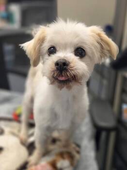 Q-tip -  Shih Tzu and Mixed Breed Dog for Adoption in Westland, Michigan - Q-tip | PetCurious