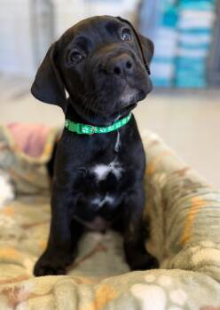 Cane Corso Dogs Available for Adoption in Glendale, Arizona - Onyx | PetCurious